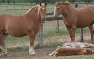 Как в действительности спят лошади чтобы полноценно отдохнуть