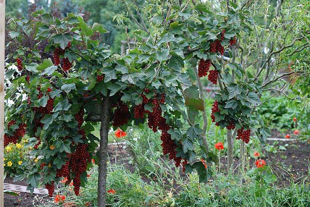 9 диковинных плодовых деревьев и кустарников для вашего сада