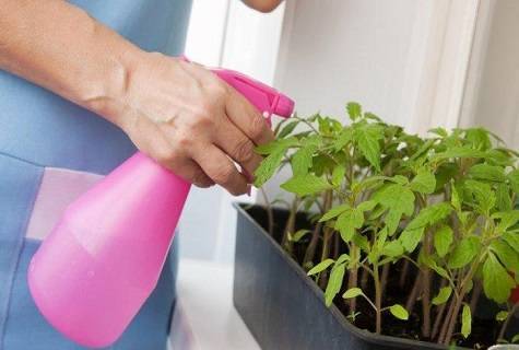 Перекись водорода для рассады томатов: применение, опрыскивание