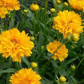 Кореопсис многолетний: фото и описание растения, посадка и уход за цветком