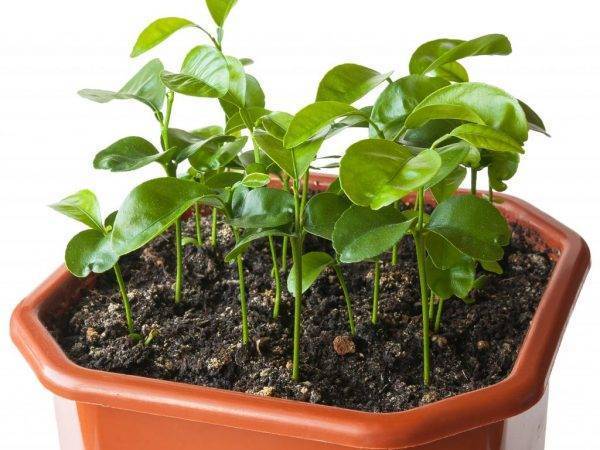 Мандариновое дерево - как правильно ухаживать в домашних условиях, грунт и удобрения