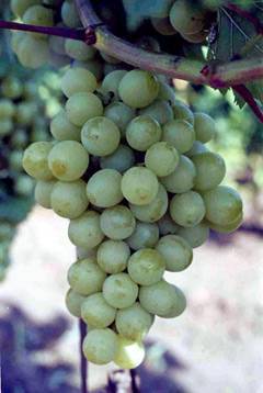О винограде каберне совиньон: описание и характеристики сорта, посадка и уход