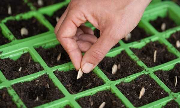 Рассада тыквы: когда сажать тыкву на рассаду, посадка, выращивание