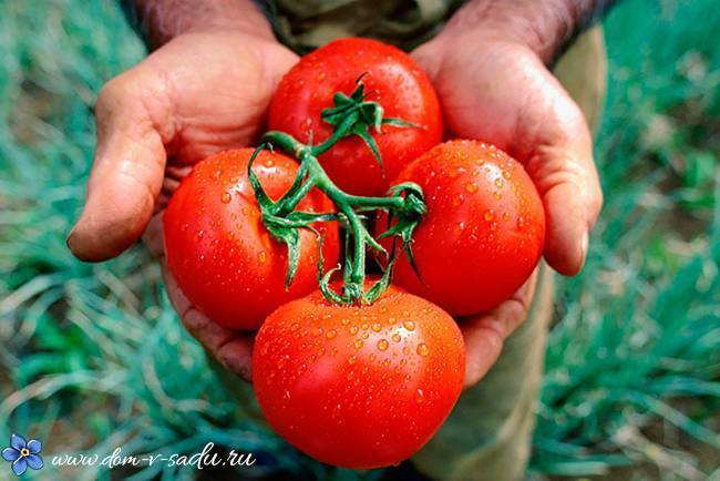 Полив рассады томатов: как часто орошать водой семена после посева, а также увлажнение помидоров в домашних, тепличных условиях и в грунте