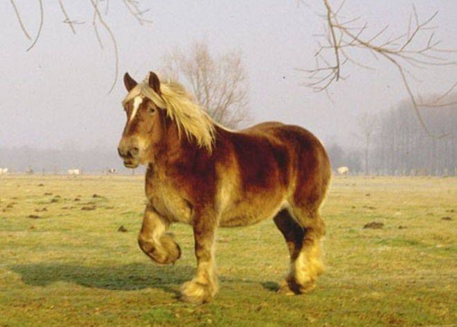 Стоимость самой дорогой лошади в мире, россии