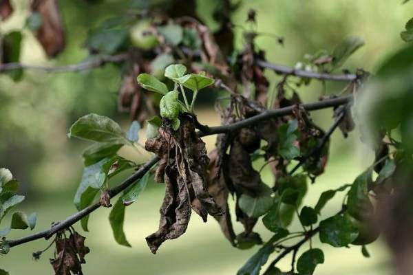 Как спасти грушу от ржавчины – признаки болезни, схема обработки сада