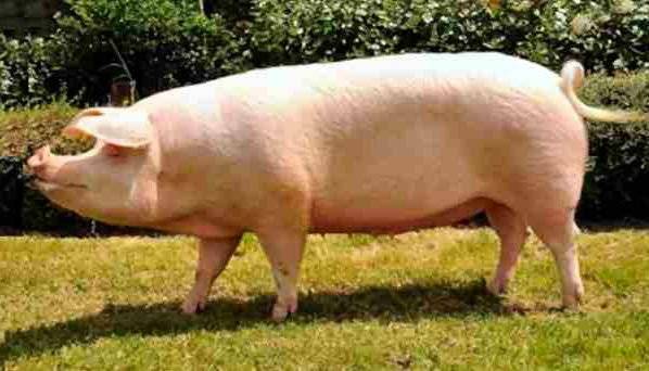 Породы свиней с описаниями и фото для разведения на подворье