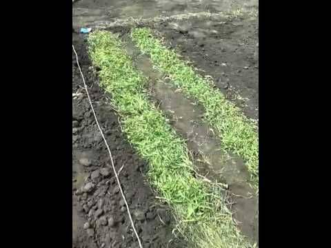 Игорь лядов выращивание картофеля