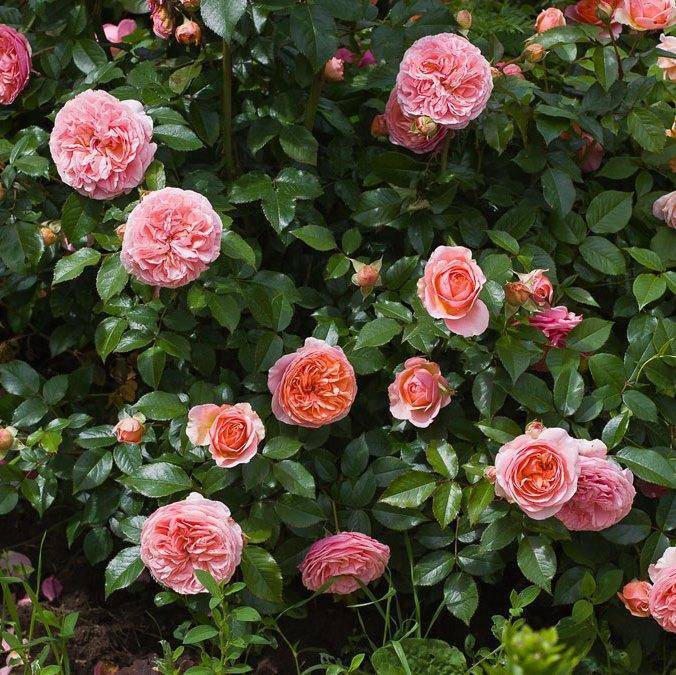 Роза «чиппендейл»: фото и описание сорта, отзывы
