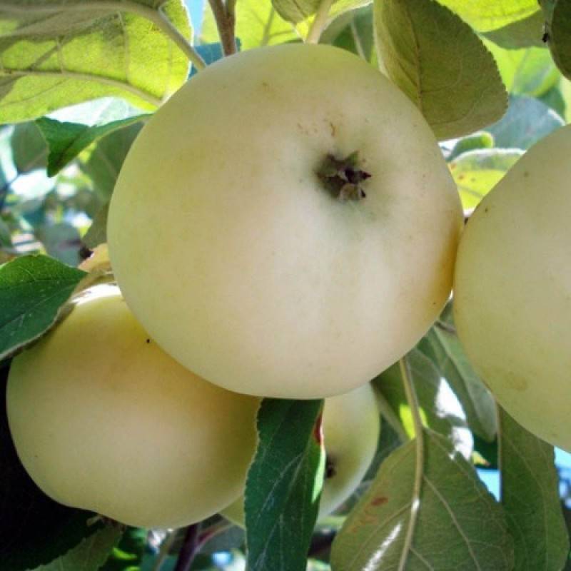 Сорт яблок белый налив: характеристики и посадка