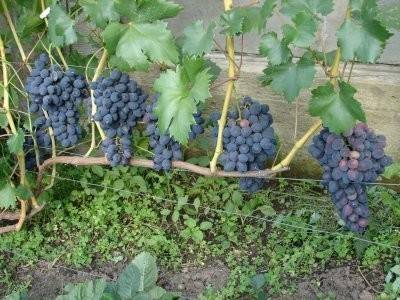 Виноград забава: отзывы, фото, описание сорта