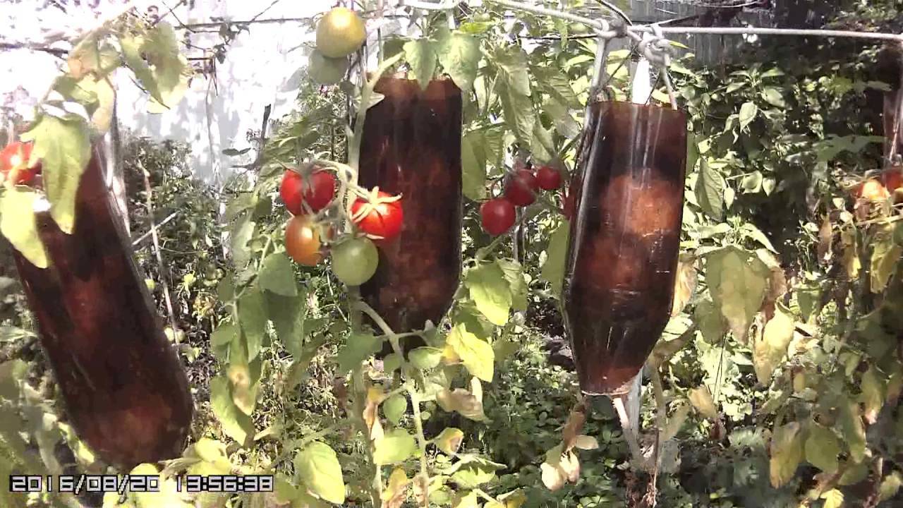 О выращивании растений в перевернутом виде: помидоры вверх ногами