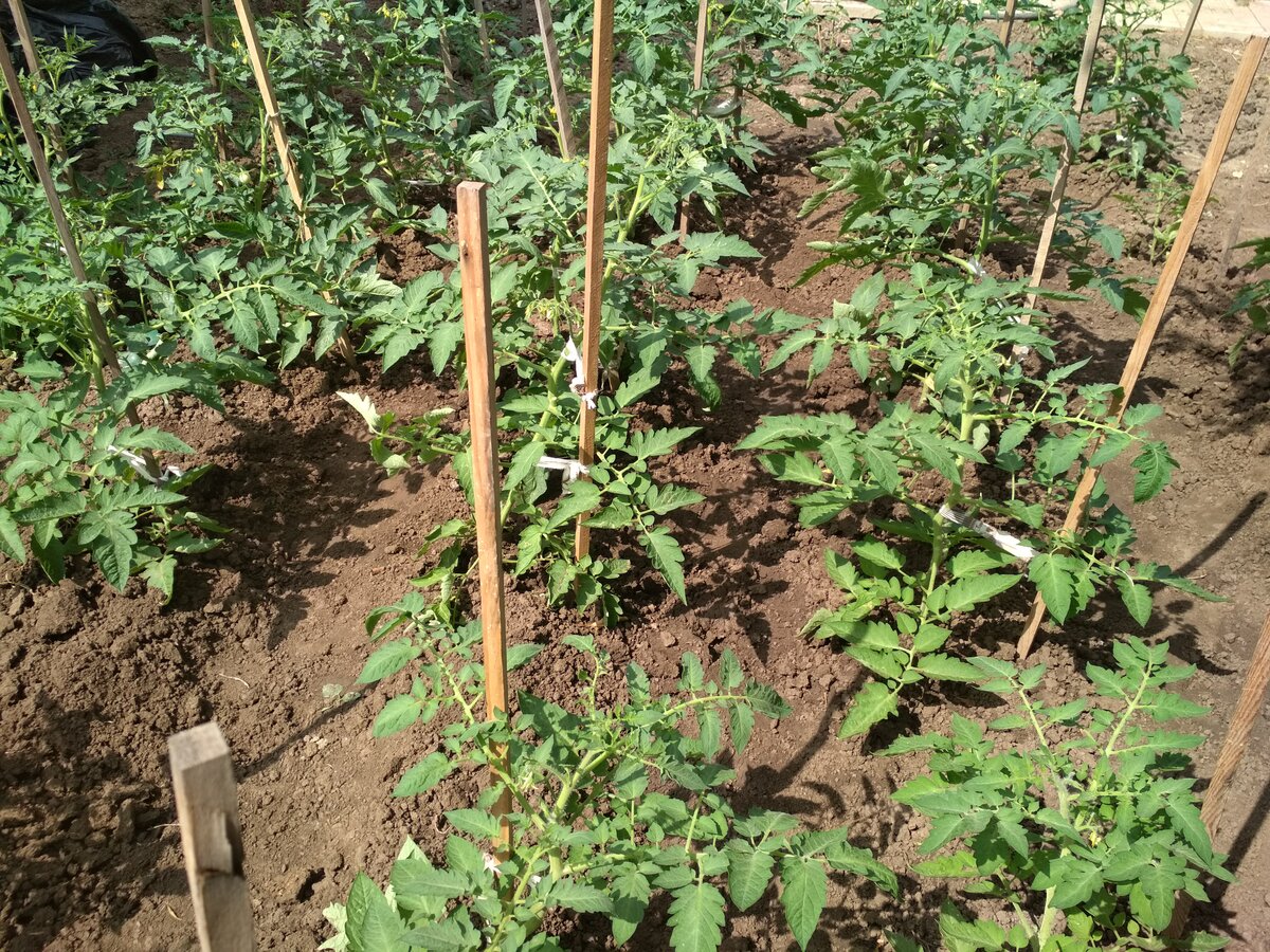 фото посадки томатов в теплице