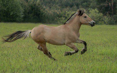 Способ бега лошади