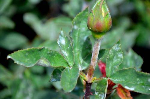 Как вылечить розы без "химии": лучшие народные средства от болезней и вредителей