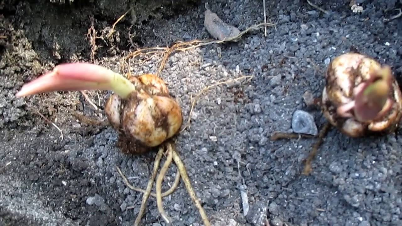 Лилии в кашпо и горшке: от посадки до цветения с фото и видео