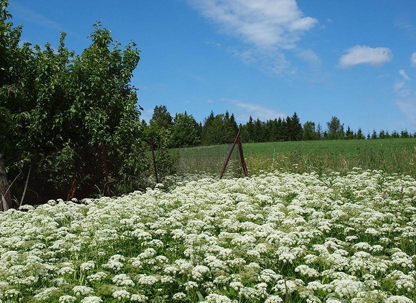 Медоносные растения средней полосы – обзор и рекомендации пчеловодам