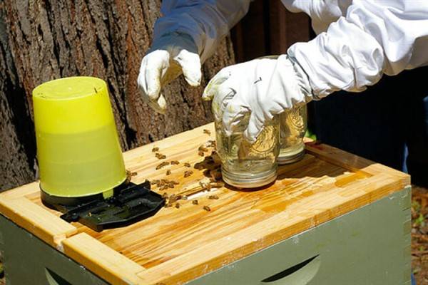 Подкормка пчел весной: дело хлопотное бочка мёда