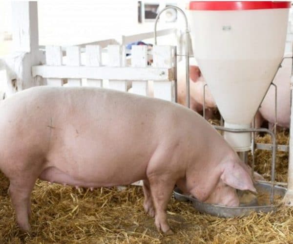 Таблица веса свиней: по размерам, возрасту
