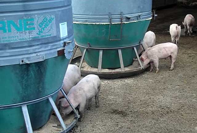 Бункерная кормушка для свиней: как выбрать и сделать своими руками?