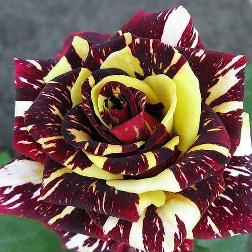 О розе Абракадабра (Abracadabra ): описание чайно-гибридной плетистой розы
