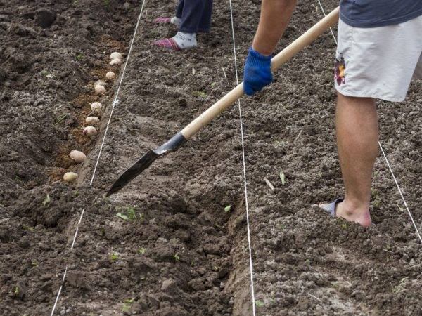 Выращивание картофеля без прополки и окучивания: как сделать с умом и что для этого нужно?