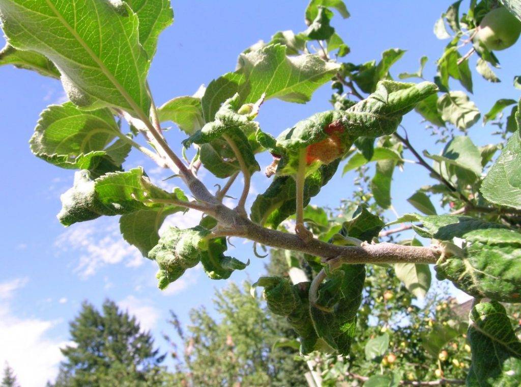 Листовертка на плодовых деревьях – как с ней бороться