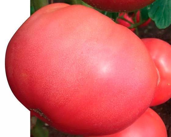Крупноплодный гибрид для выращивания в теплицах — томат «розмарин»: характеристики, описание сорта, фото