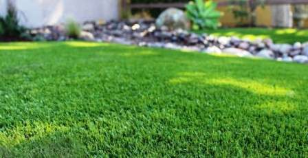 Посадка и выращивание газонной травы на даче: руководство, сорта для ленивых