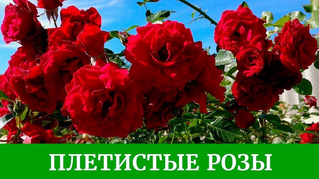 Плетистая роза «полька»: описание сорта, уход, отзывы + фото и видео