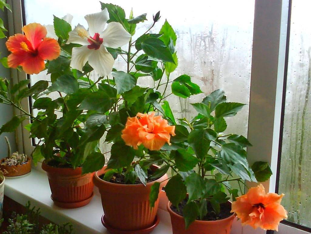 Удобрения для комнатных роз: чем подкормить цветы в горшке весной, летом и осенью, как часто это делать в домашних условиях и каких ошибок лучше не допускать?