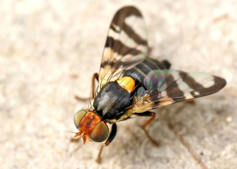 Вишневая муха: основные способы борьбы