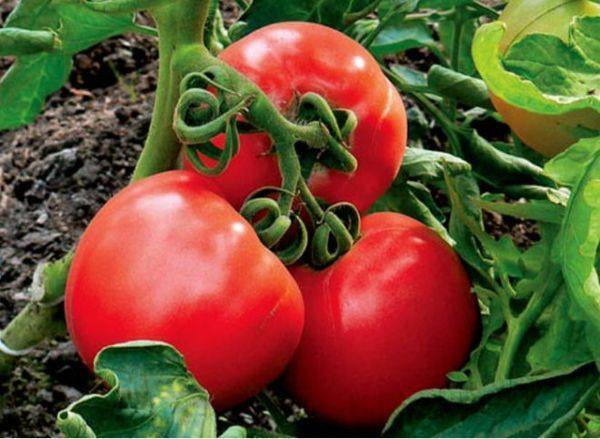 Ультраскороспелые томаты для теплицы