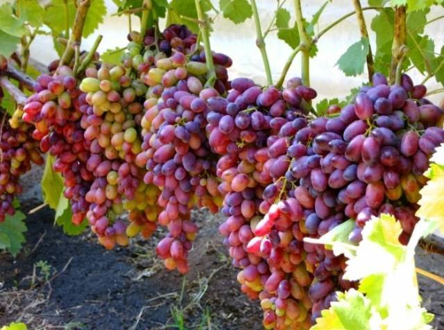Описание сорта винограда тимур