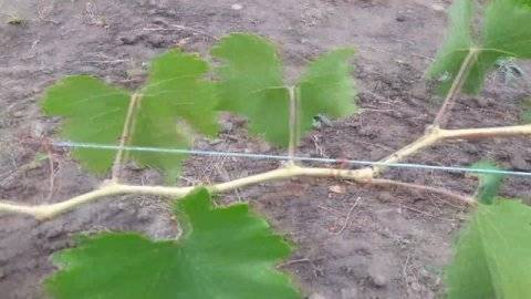Уход за виноградом — полезные советы по выращиванию для начинающих. посадка, обрезка и размножение виноградников (95 фото и видео)