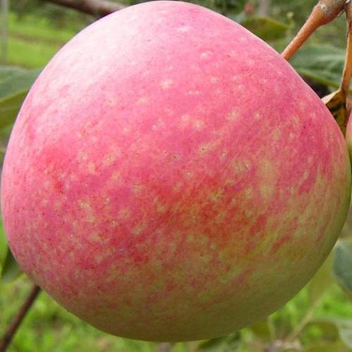 Яблоня конфетное: особенности сорта