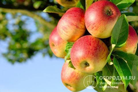 О яблоне Штрейфлинг: описание сорта, характеристики, агротехника, выращивание