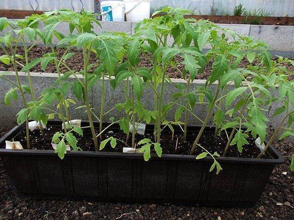 Почему рассада помидор бледно-зеленого цвета: 7 причин и 3 правила для хорошего роста и развития