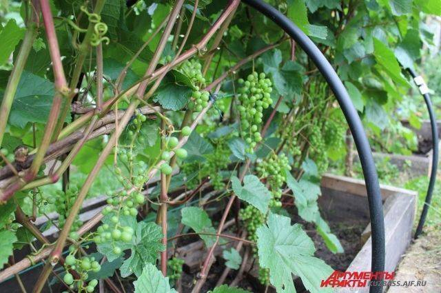 Алтайские сорта винограда, советы по посадке весной для начинающих