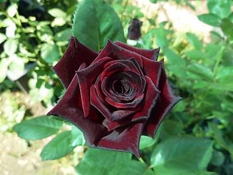 Выращивание черной чайно-гибридной розы блэк баккара