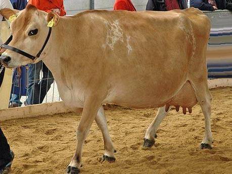 Джерсейская порода коров - крс с лучшей характеристикой жирности молока 2020