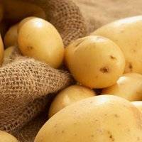 Картофель "сантана" - описание сорта, подробная характеристика и фото