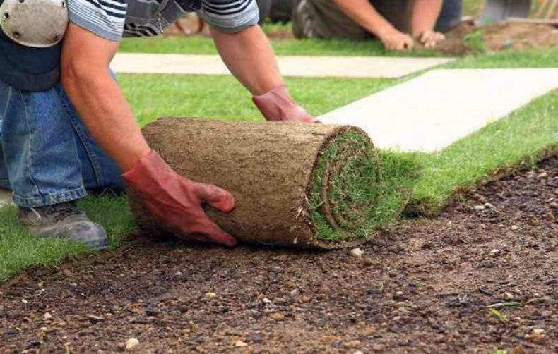 Как уложить рулонный газон: пошаговое руководство, проблемы и как их решить