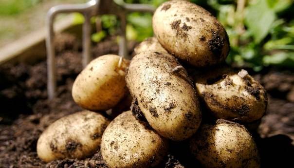 Как часто поливать картошку после посадки. нужно ли поливать картофель. как сделать комфортные условия для картошки