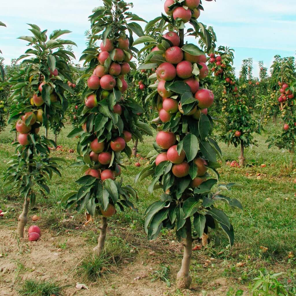 Яблоня на штамбе: о сортах штамбовой яблони, что такое высота штамба