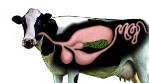 Почему у коровы нет жвачки