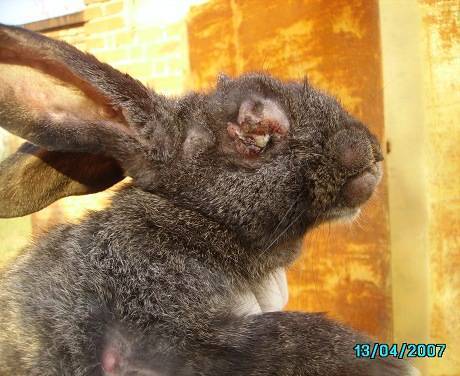 Миксоматоз у кроликов: симптомы и лечение в домашних условиях
