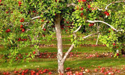 Свердловские сорта яблони - сады сибири