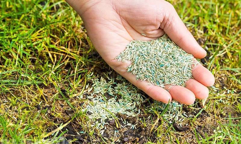 Как правильно посеять газонною траву своими руками