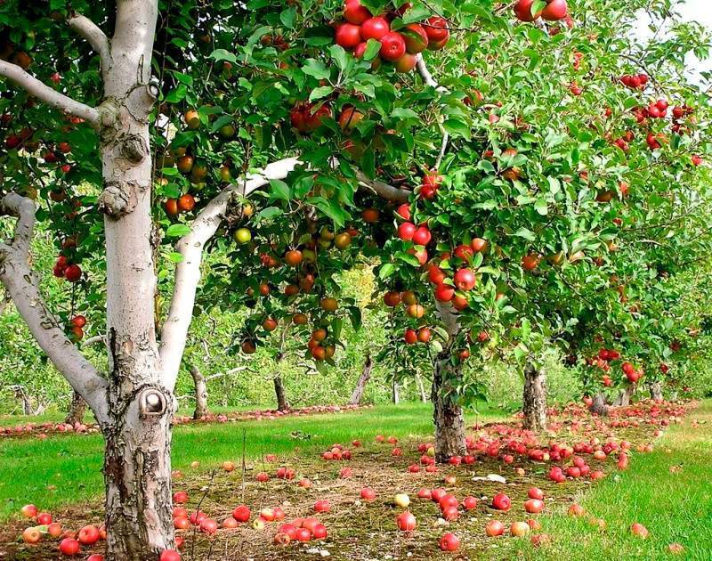 Чем обрабатывают яблоки для длительного хранения. чем обрабатывают яблоки?